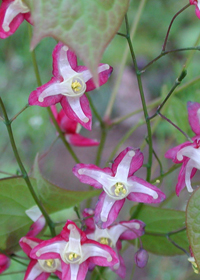 Epimedium grandiflorum 'Rose Queen'               